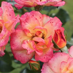 Close-up of pink flowers