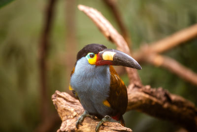 Close-up of bird perching on branch