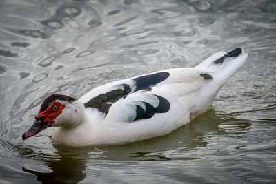 Duck swimming in lake