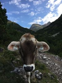 Portrait of cow on mountain against sky
