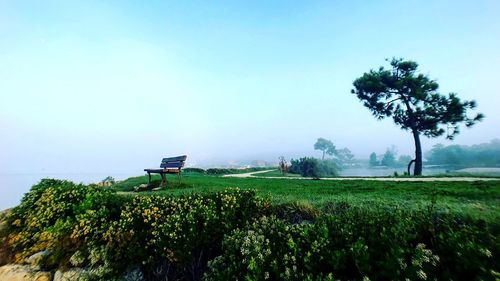 Scenic view of agricultural field against clear sky