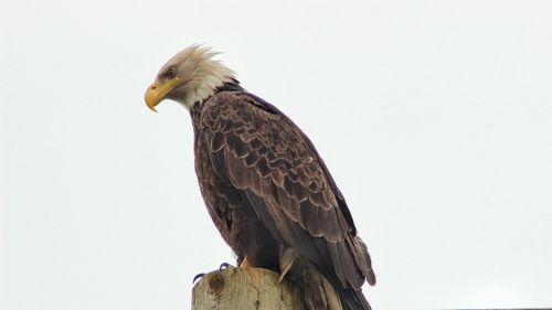 Low angle view of bald eagle perching on wooden post against clear sky