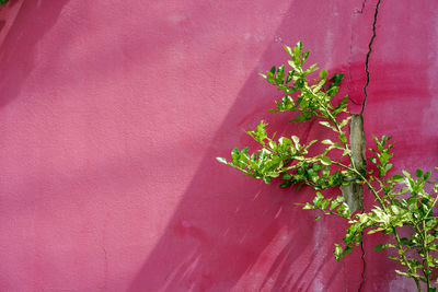 Close-up of pink flowering plant against wall
