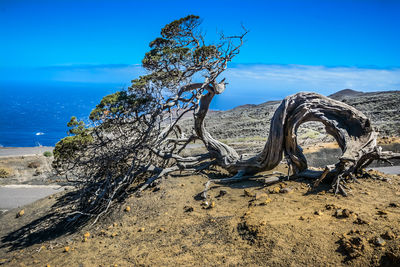 Driftwood on beach against blue sky