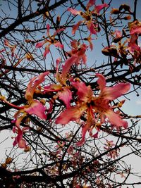 Low angle view of cherry blossoms against sky