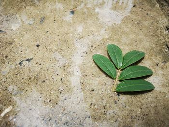 High angle view of leaves on shore