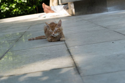 High angle portrait of a cat