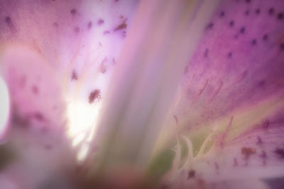 Close-up of pink flower