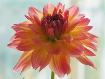 Close-up of orange dahlia