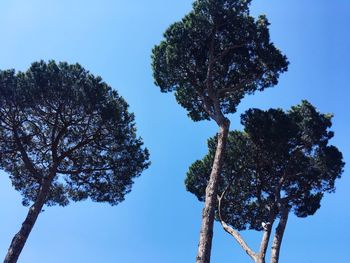 Low angle view of tree against clear blue sky