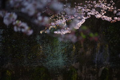 Close-up of cherry blossom tree