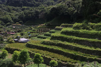 High angle view of trees on field