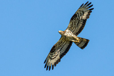 Low angle view of eagle flying against clear blue sky