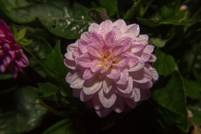 Close-up of water drops on flower blooming outdoors