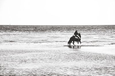 Silhouette man riding horse on beach against clear sky