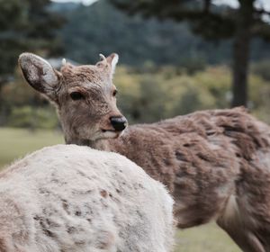 Deer looking away on field