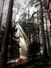 Trees in forest