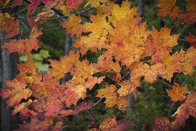 Close-up of maple leaves on tree during autumn