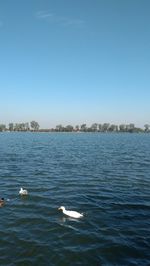 Seagull swimming in lake against clear sky