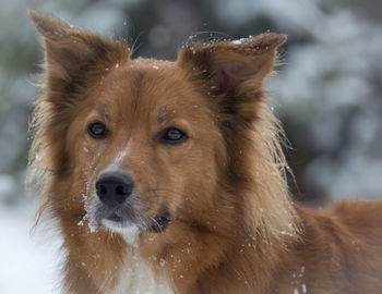 Close-up portrait of lion