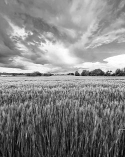 Crops growing on field against sky