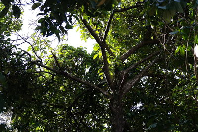 Low angle view of trees against sky