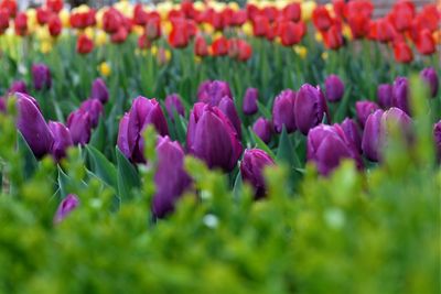 Close-up of purple flowering plants on field