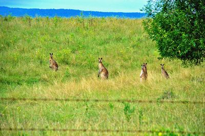 Kangaroos on grassy field