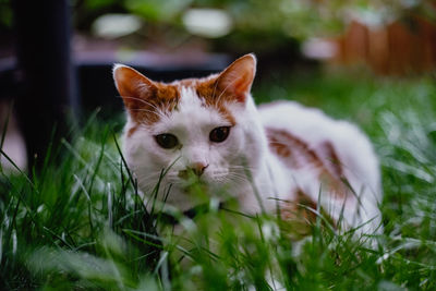 Close-up of cat