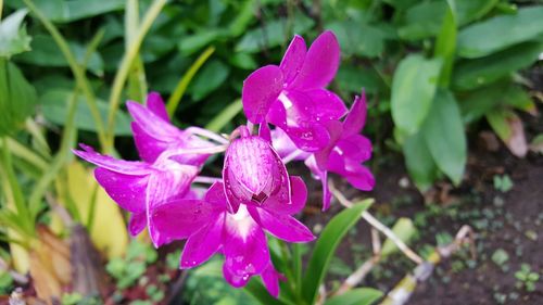 Close-up of wet purple flowers blooming outdoors