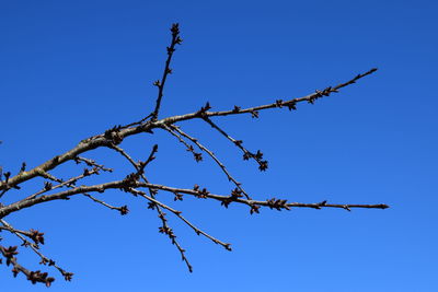 Low angle view of lizard on tree against clear blue sky