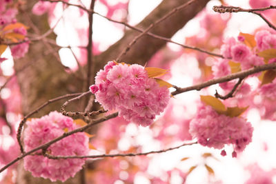 Low angle view of pink flowers on branch