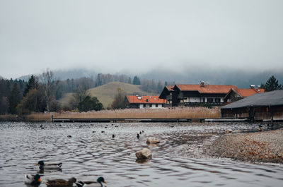 Birds swimming on lake against cloudy sky