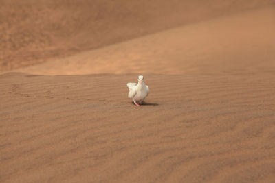Dove perching on sand