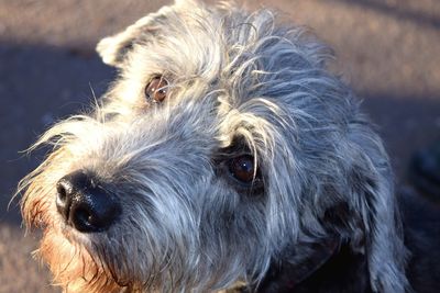 Close-up portrait of dog