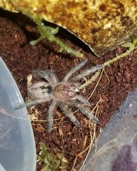 High angle view of spider on plant