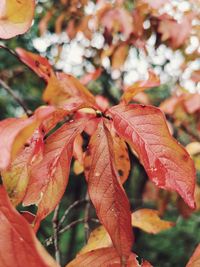 Close-up of red leaves on plant during autumn