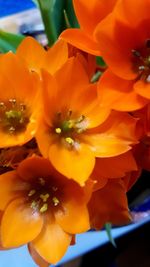 Close-up of yellow flower