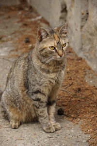 Portrait of tabby sitting on floor