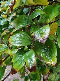 Close-up of wet plant leaves