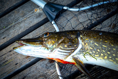 Close-up of fish on table