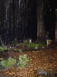 Blurred motion of trees in forest