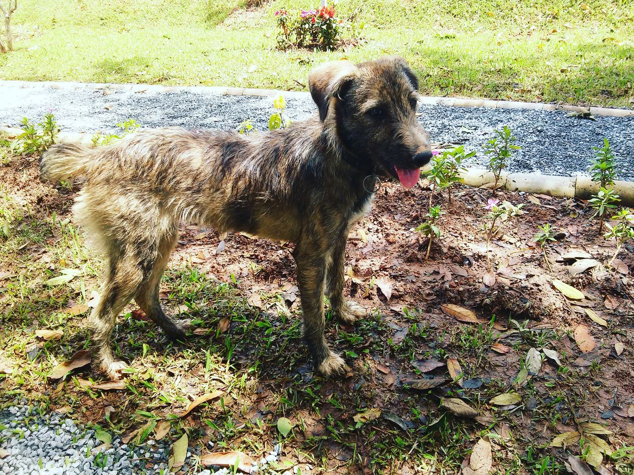 animal themes, mammal, one animal, domestic animals, grass, pets, dog, full length, field, standing, sitting, outdoors, day, nature, no people, side view, sunlight, high angle view, plant, grassy