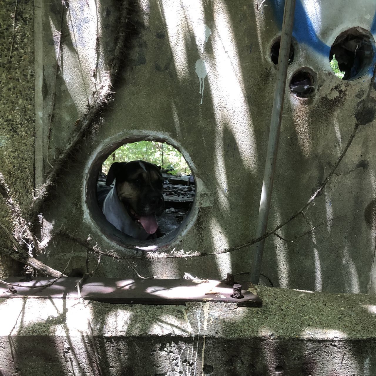 CLOSE-UP PORTRAIT OF DOG DRINKING WATER FROM PIPE