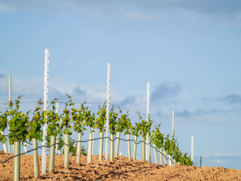 Plants growing on field against sky