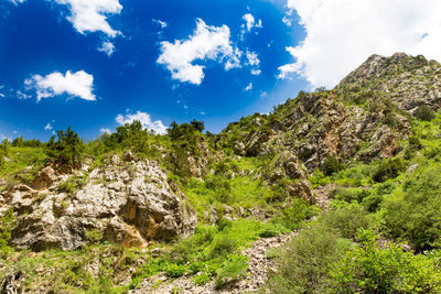 Trees and rocks against sky