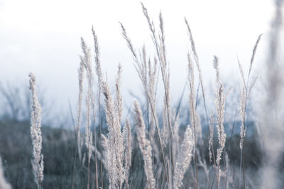 Close-up of stalks in field against the sky