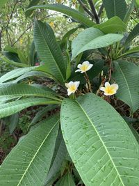 Close-up of flowering plant