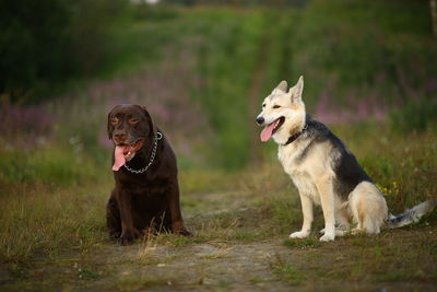 Dog looking away on field