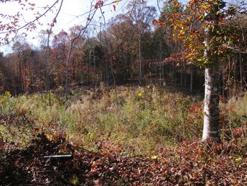 View of trees in forest